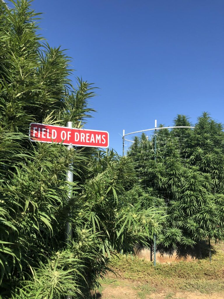 Field of Dreams